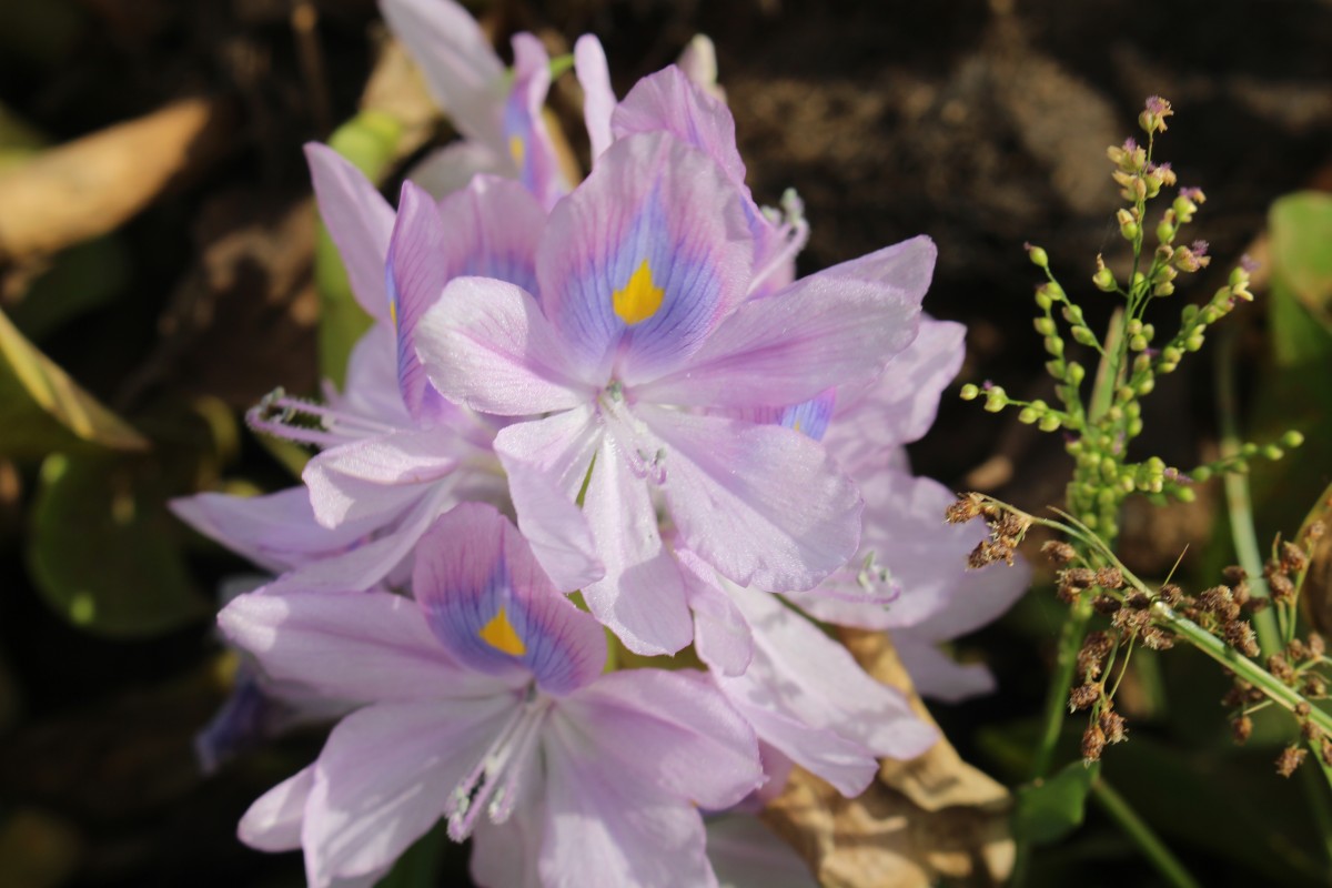Pontederia crassipes Mart.